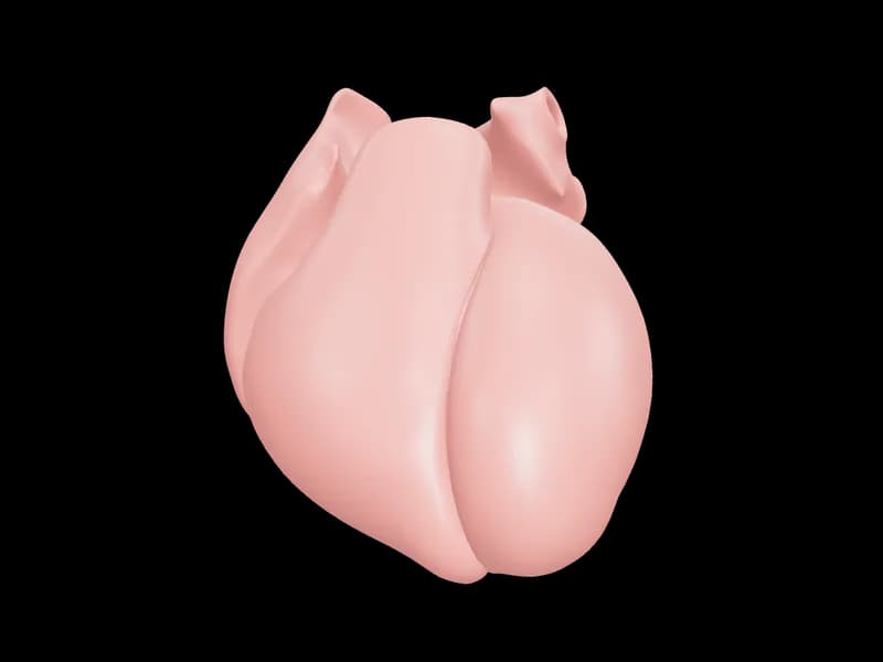 3D render of a human heart, a preview of the 3D atlas